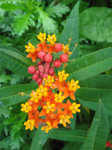 Asclepias curassavica fleur
